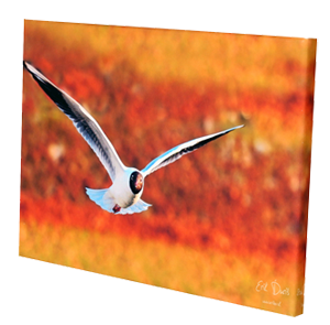 fotoobraz s fotografiou letiaceho vtáka s oranžovým poľom v pozadí