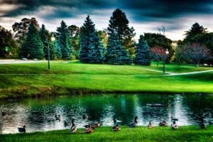 Zelený obraz rybníka s kačkami, trávou a stromami