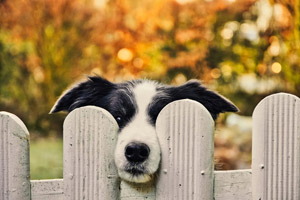 psík pozerá spoza plota